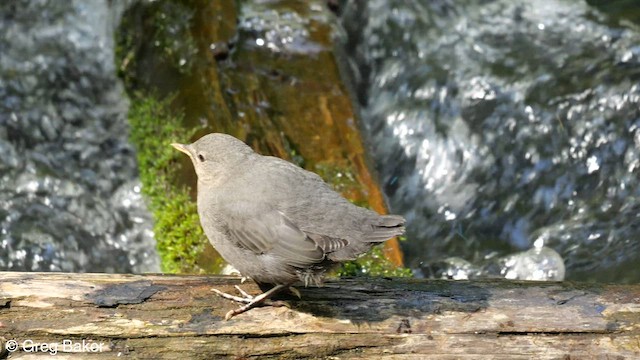 American Dipper - ML608436088