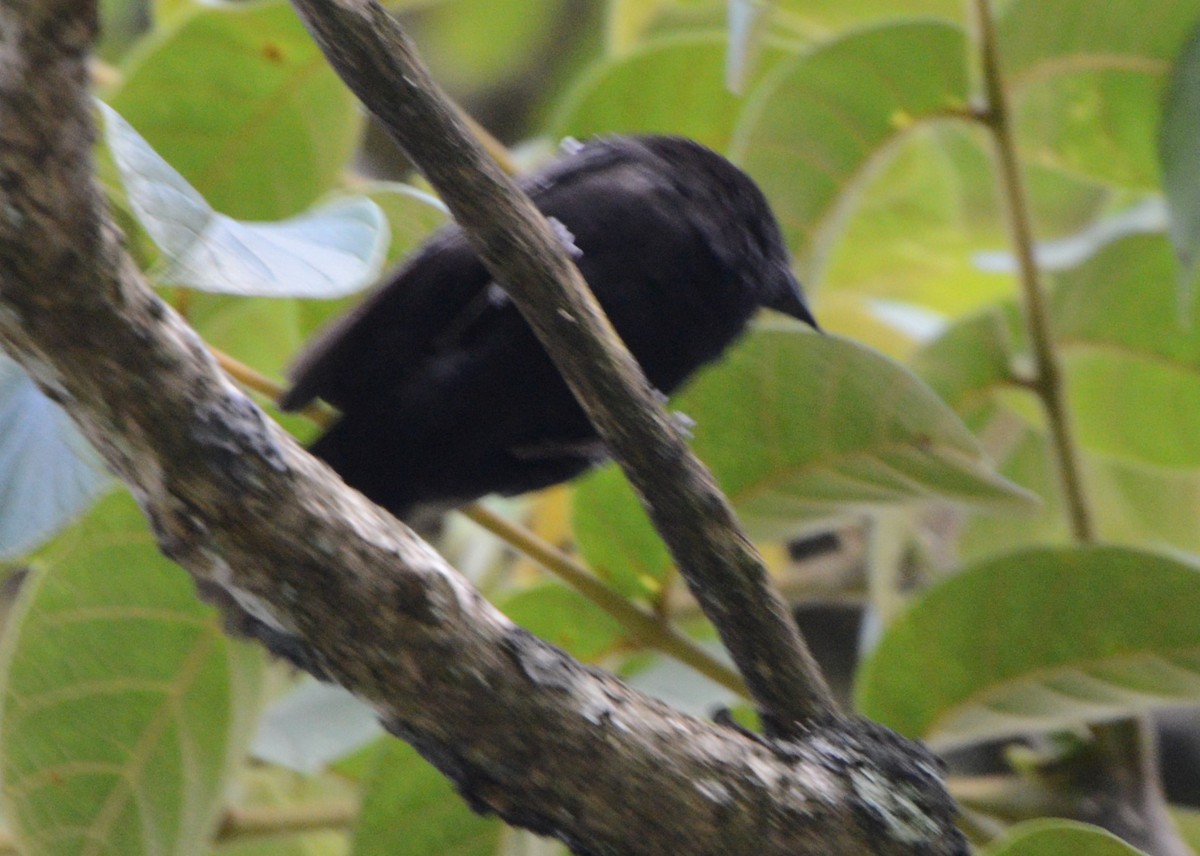 Sharpe's Drongo (Eastern) - ML608436099