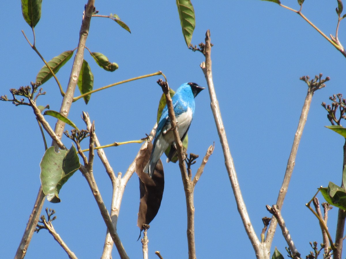 Swallow Tanager - ML608436107