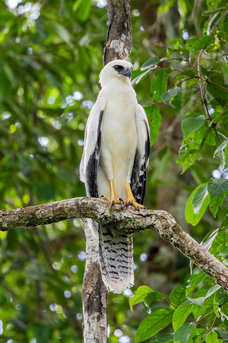 Crested Eagle - Eric Kershner