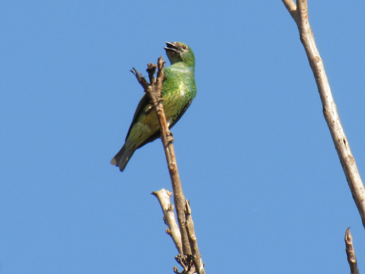 Swallow Tanager - ML608436123