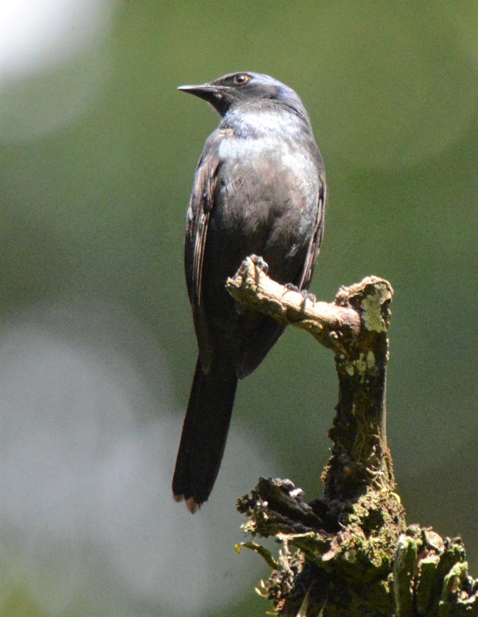 Stuhlmann's Starling - ML608436140