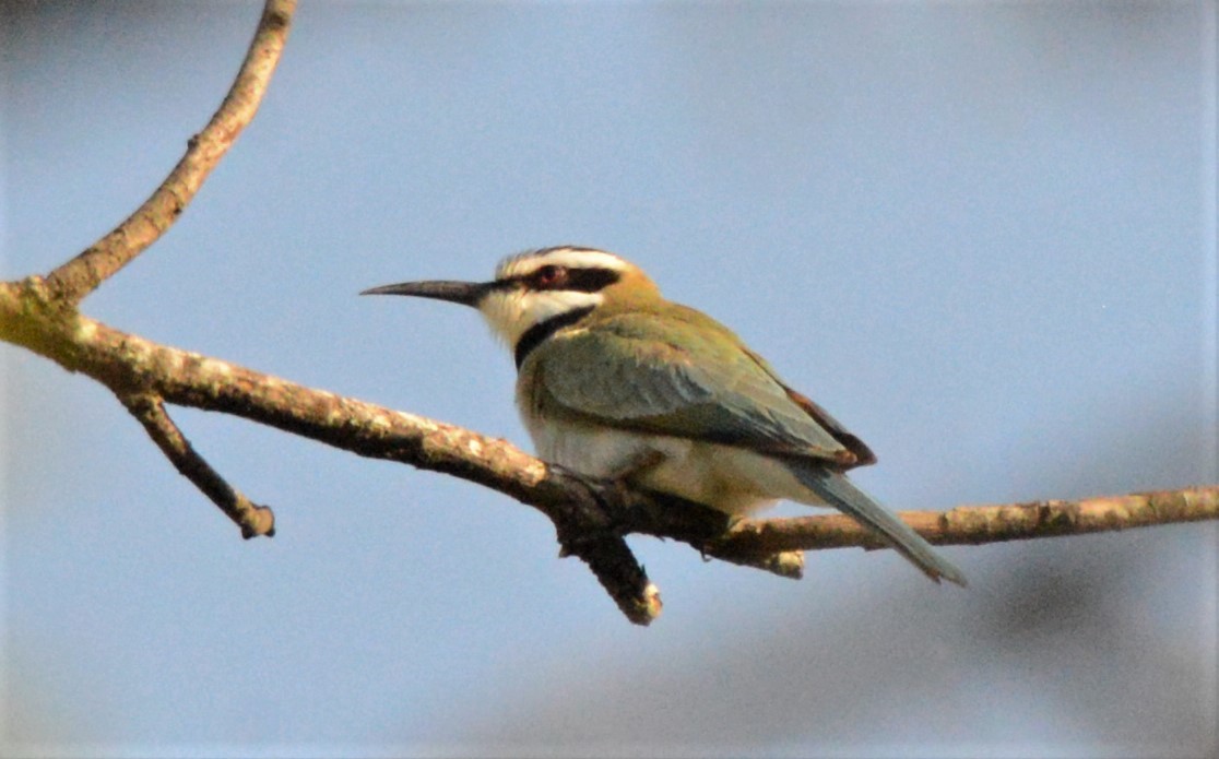 White-throated Bee-eater - ML608436179