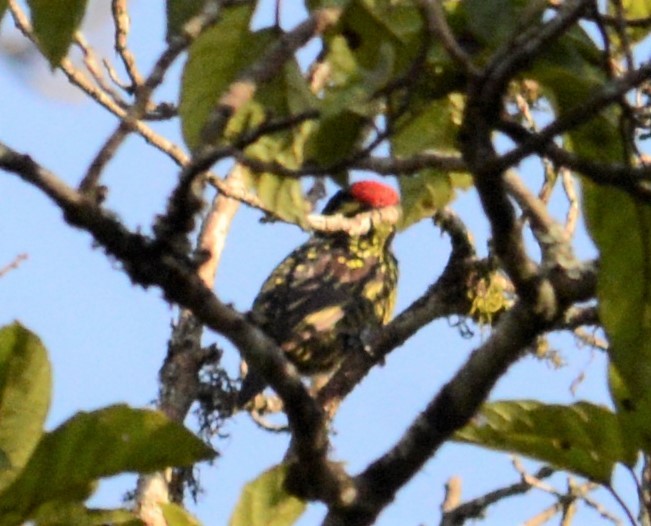 Yellow-spotted Barbet - ML608436222