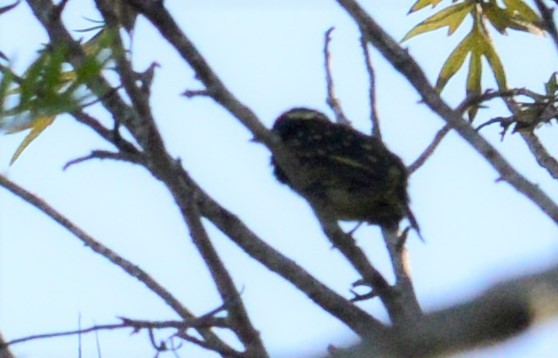 Yellow-spotted Barbet - Bertina K