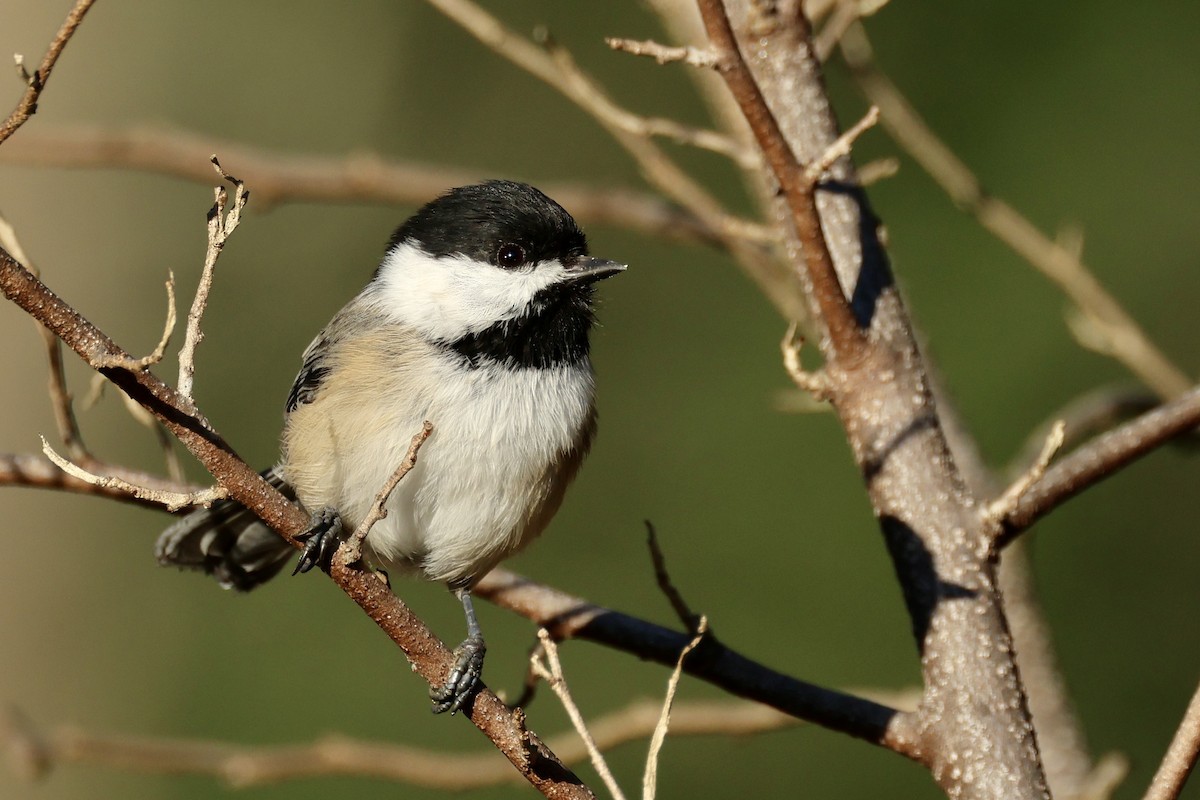 Mésange à tête noire - ML608436293