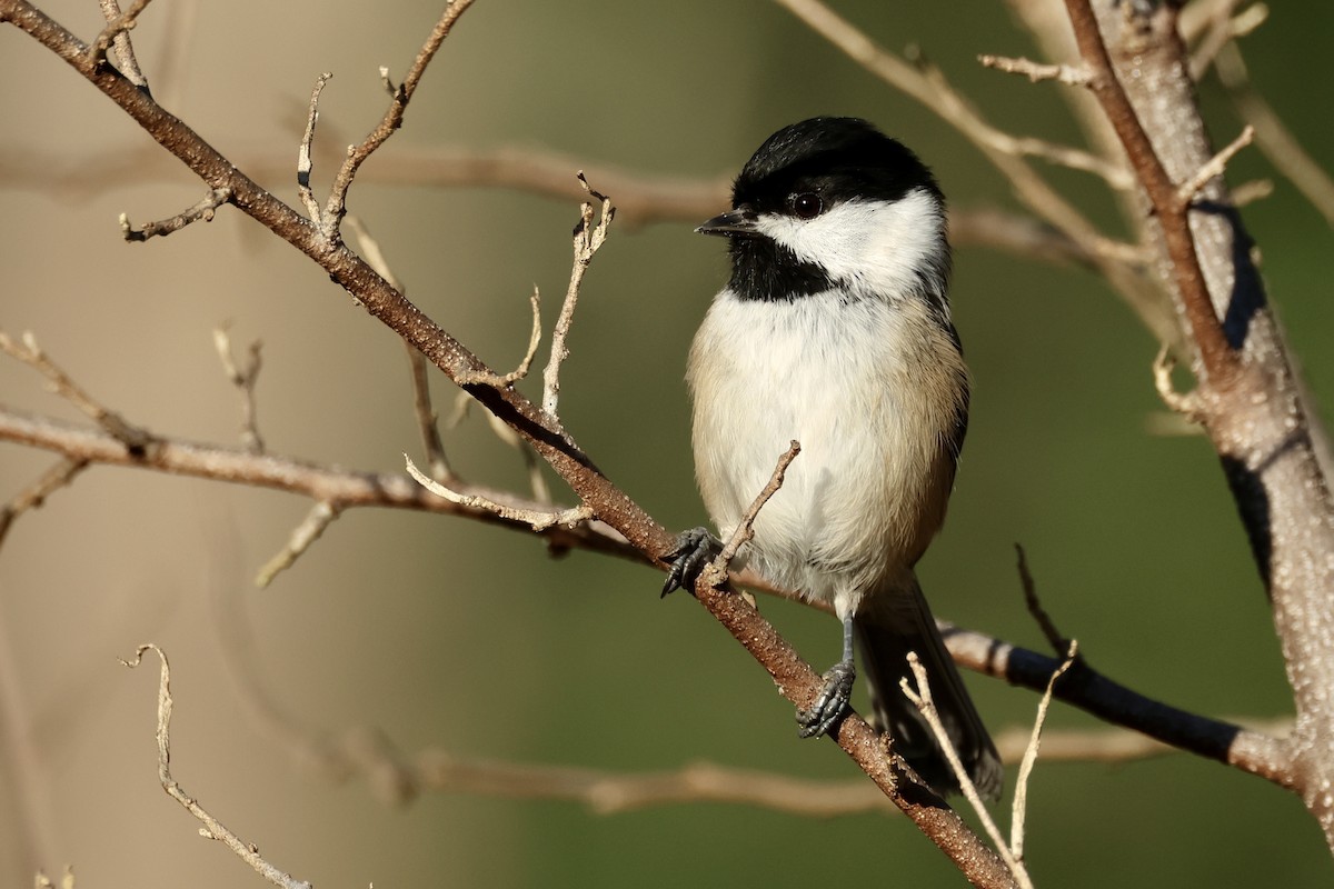 Mésange à tête noire - ML608436294