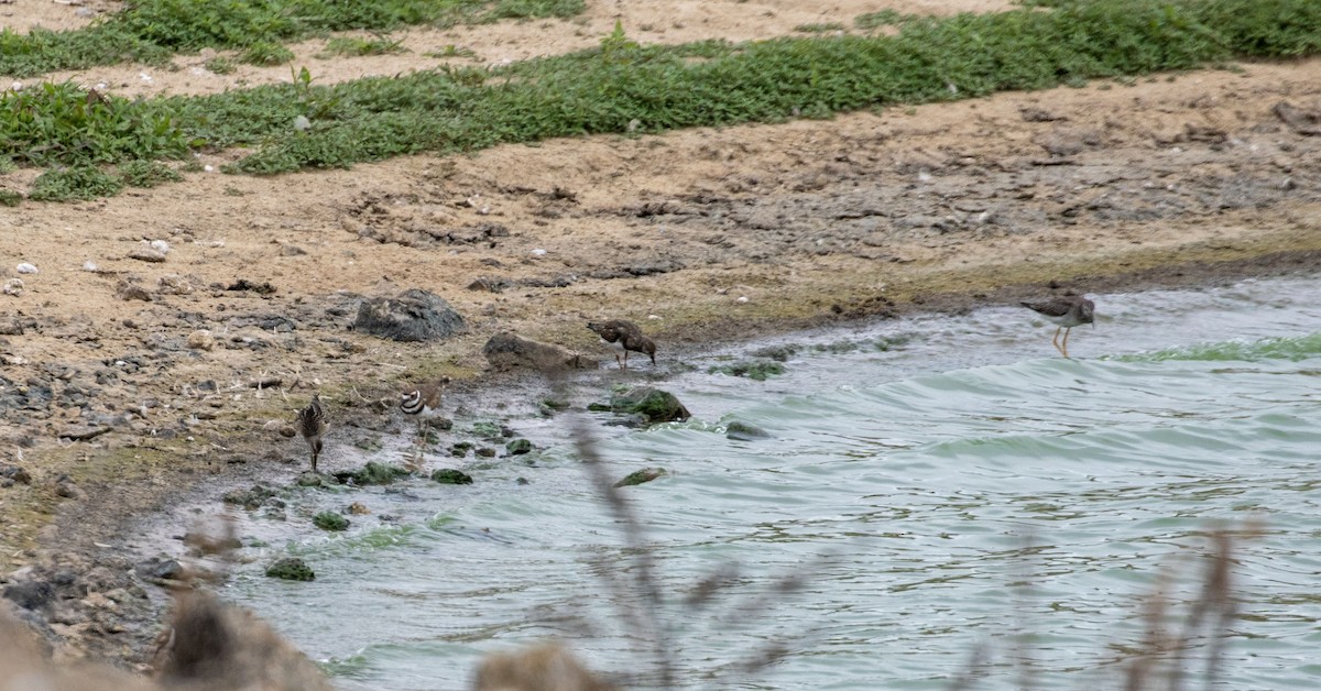 Ruddy Turnstone - ML608436355