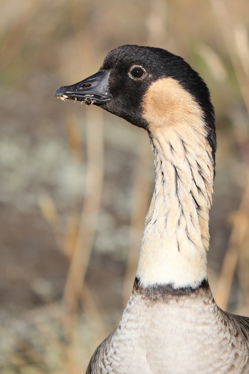 Hawaiian Goose - ML608436360