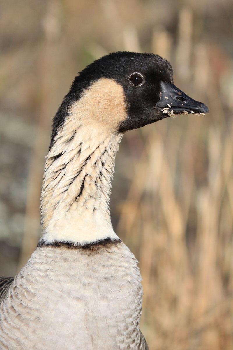 Hawaiian Goose - ML608436361