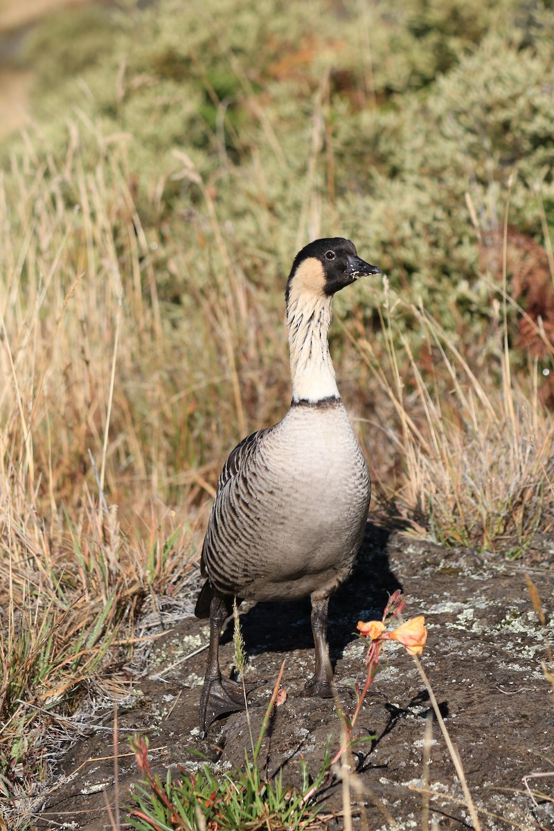 Hawaiian Goose - ML608436365