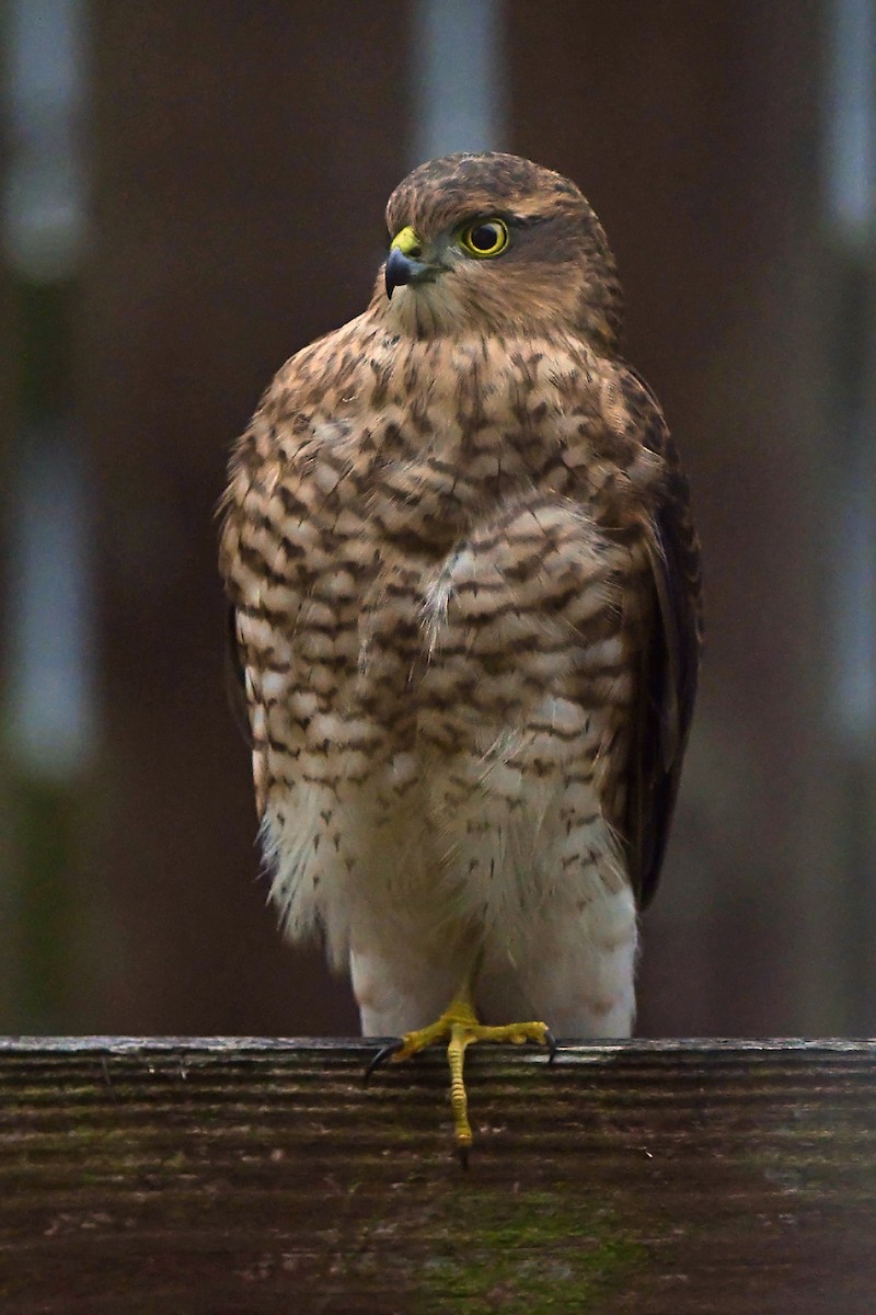 Eurasian Sparrowhawk - ML608436366