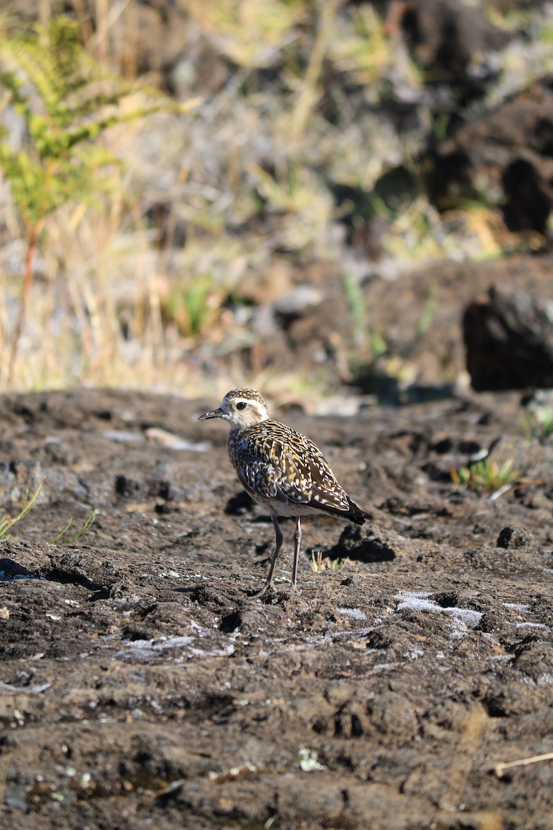 Chorlito Dorado Siberiano - ML608436375