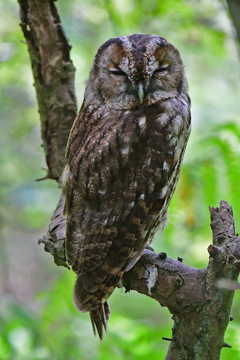 Tawny Owl - ML608436398