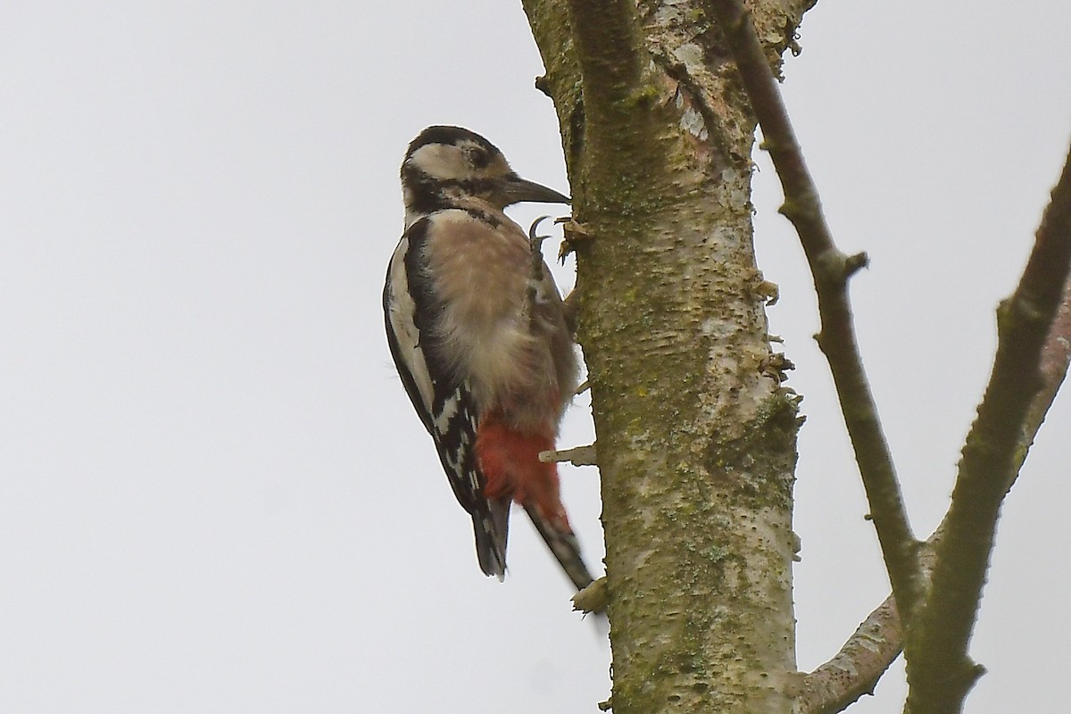 Great Spotted Woodpecker - ML608436420