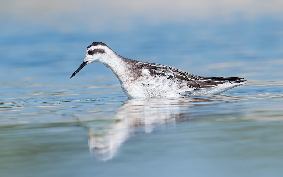 Red-necked Phalarope - Greg Walker