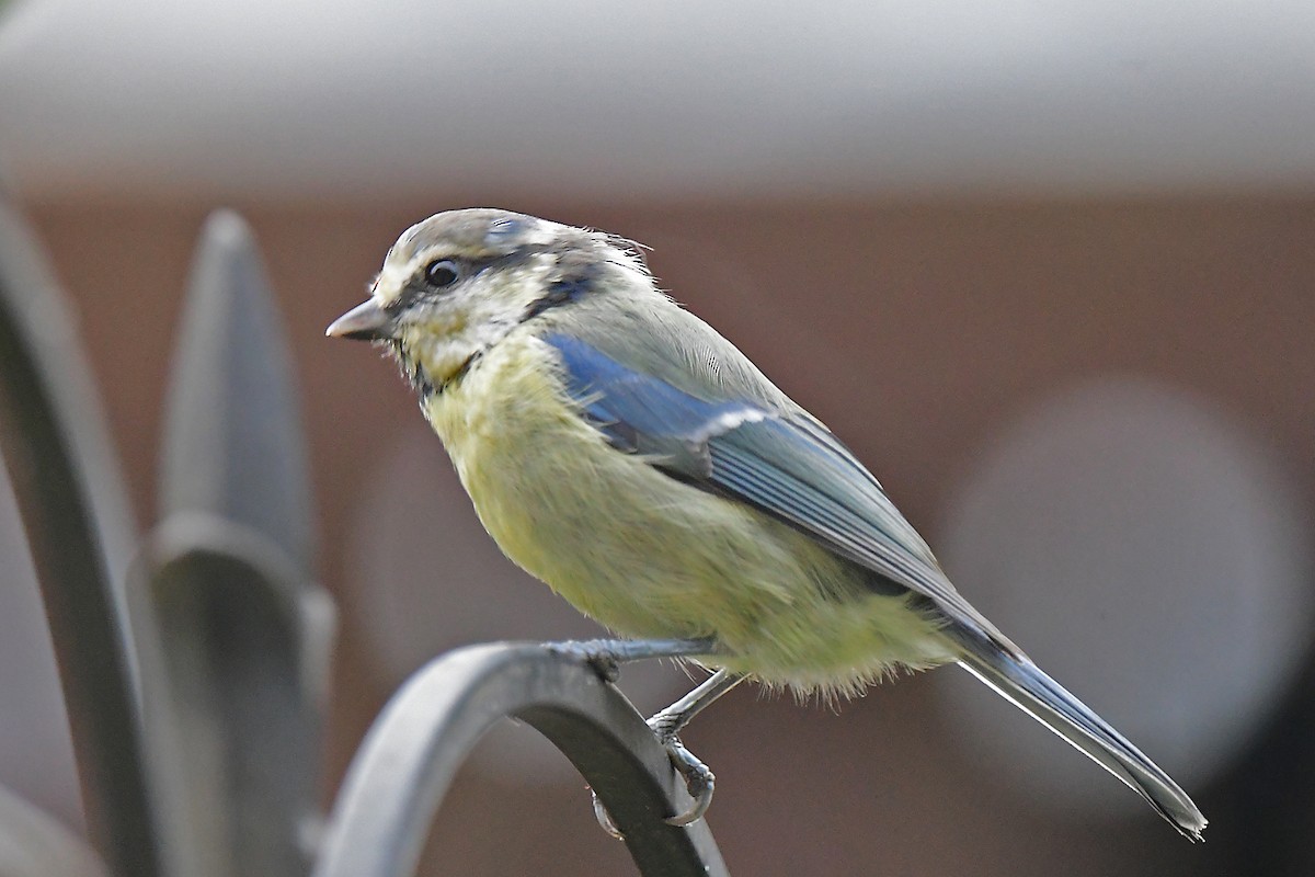 Eurasian Blue Tit - ML608436433