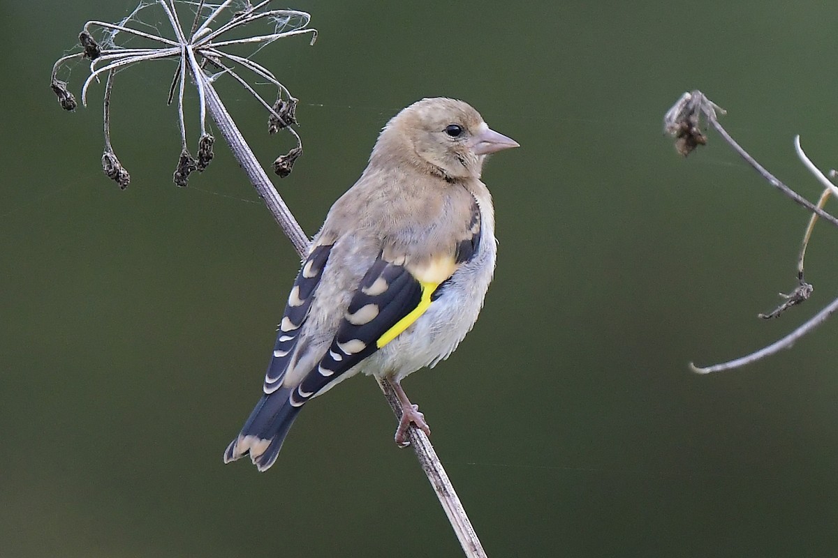 European Goldfinch - ML608436443