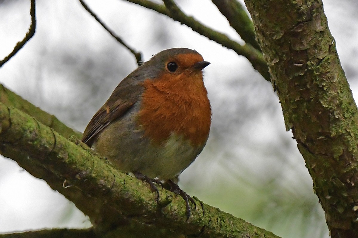 European Robin - ML608436466