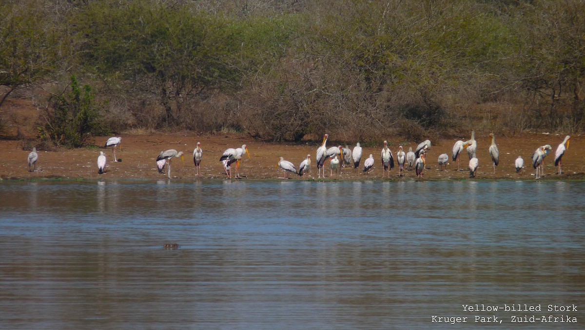 Yellow-billed Stork - ML608436618