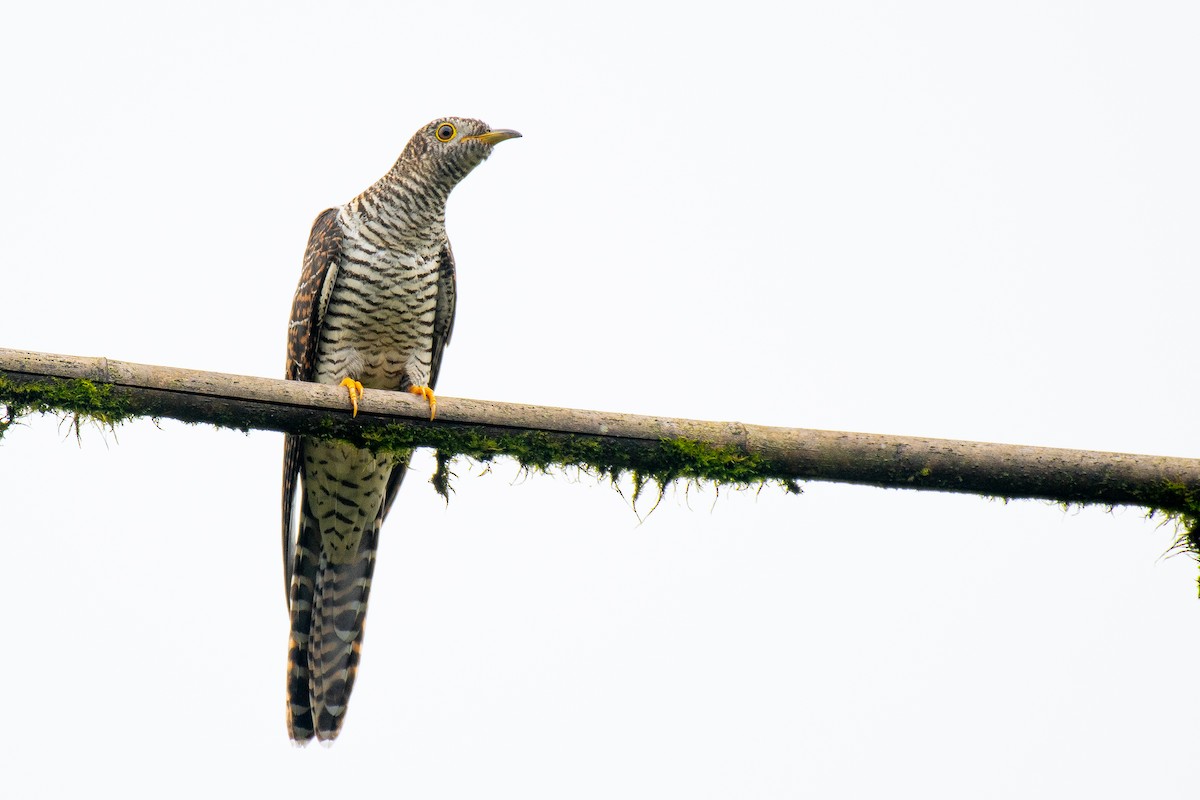 Common Cuckoo - Soumyadeep  Chatterjee