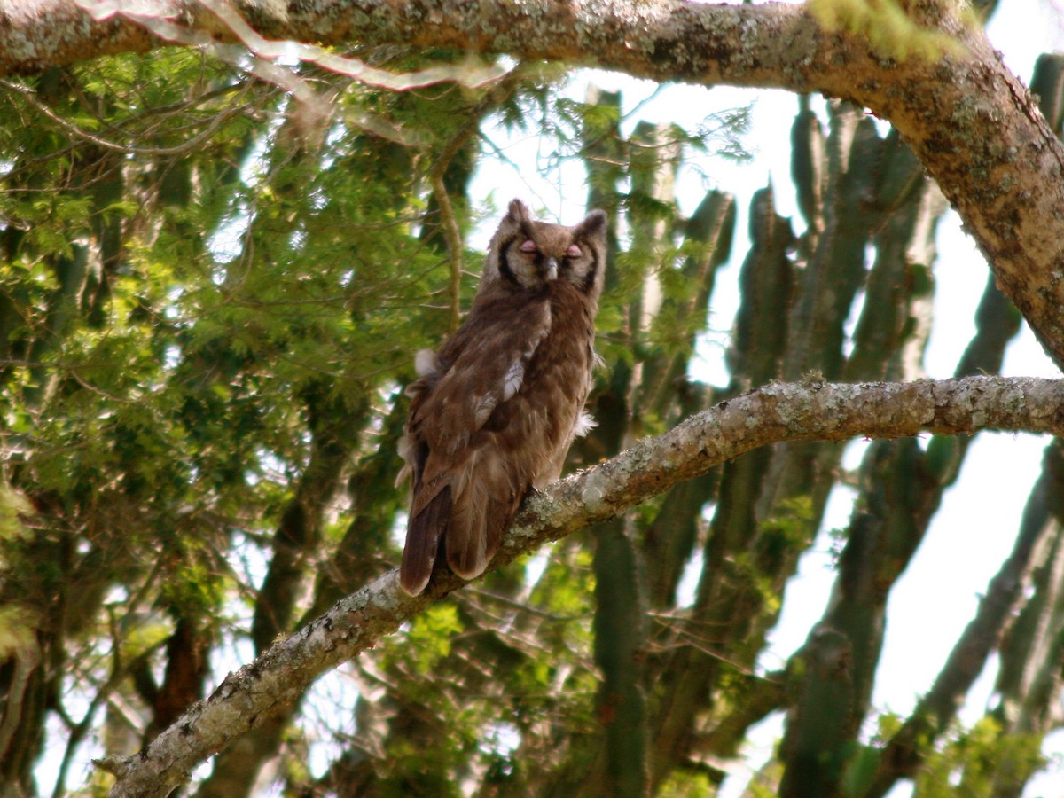Verreaux's Eagle-Owl - David Wittrock