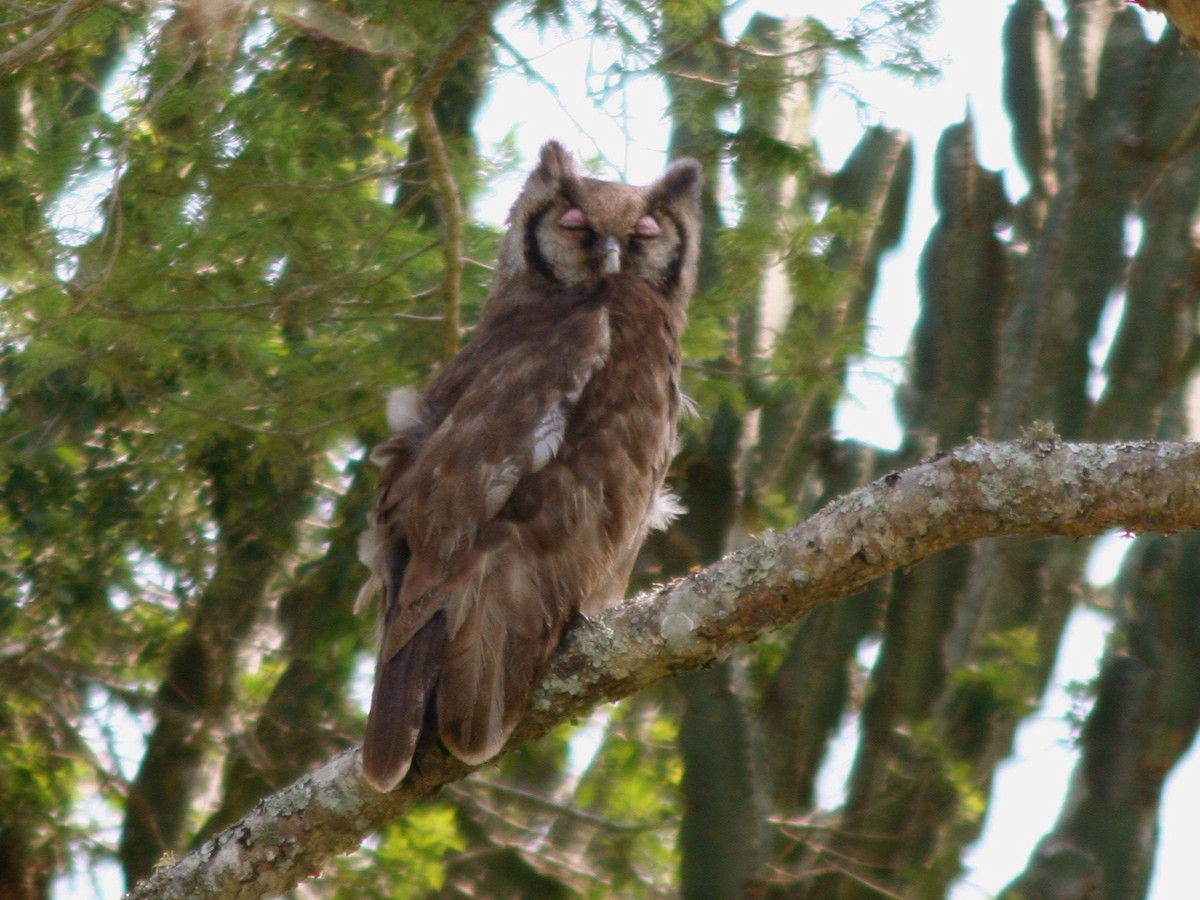 Verreaux's Eagle-Owl - David Wittrock