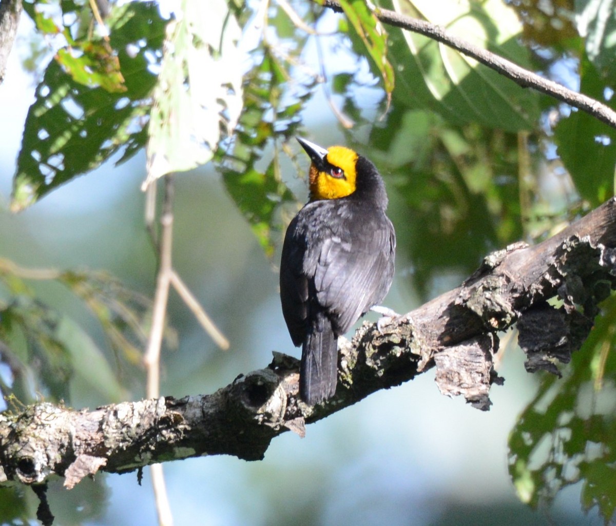 Black-billed Weaver - ML608436715