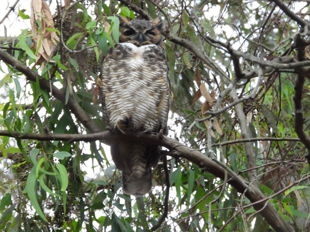 Great Horned Owl - ML608436869