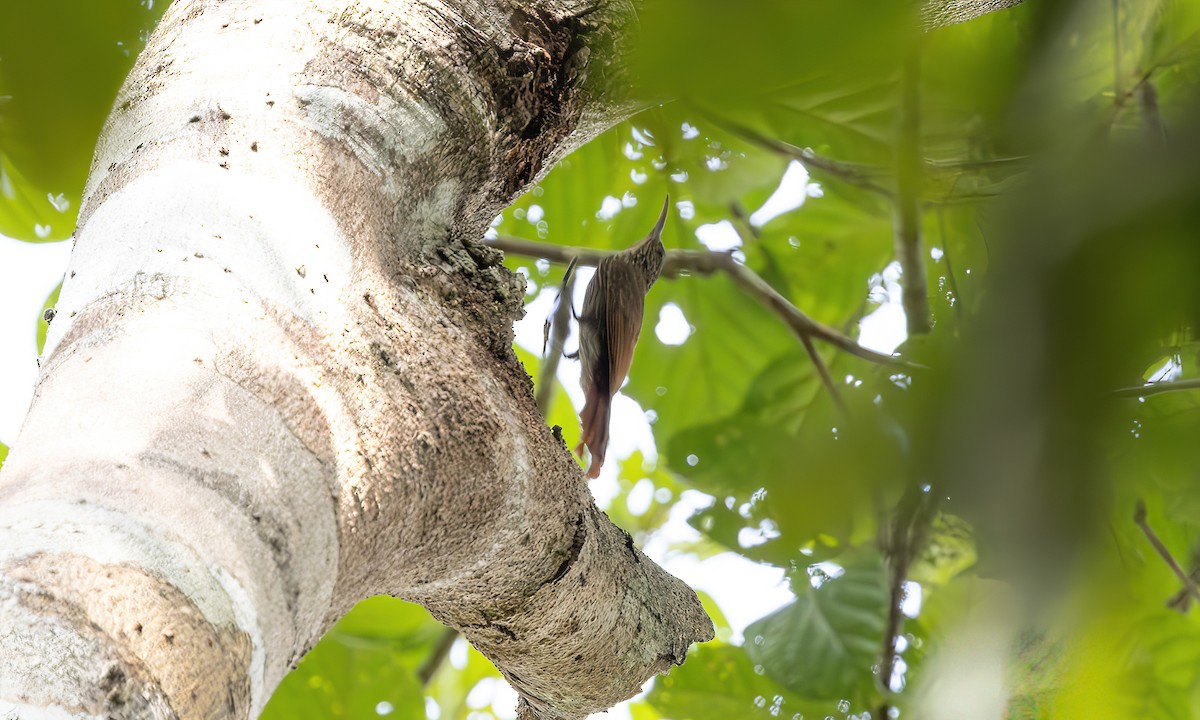 Guianan Woodcreeper - Paul Fenwick