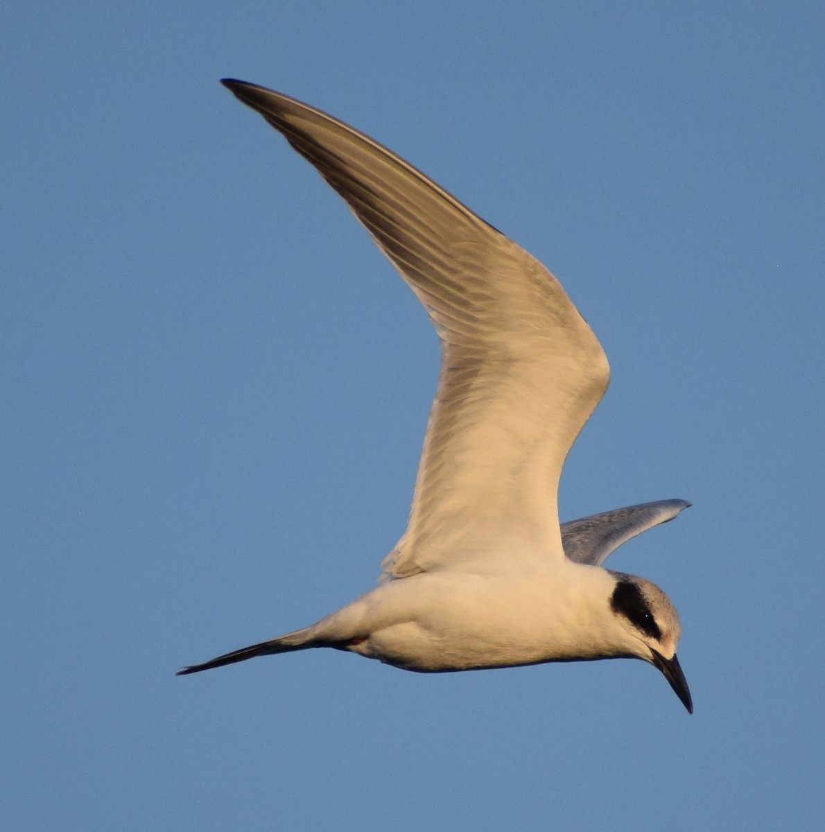 Forster's Tern - ML608437150