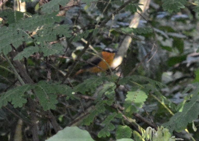 Gray-winged Robin-Chat - ML608437254