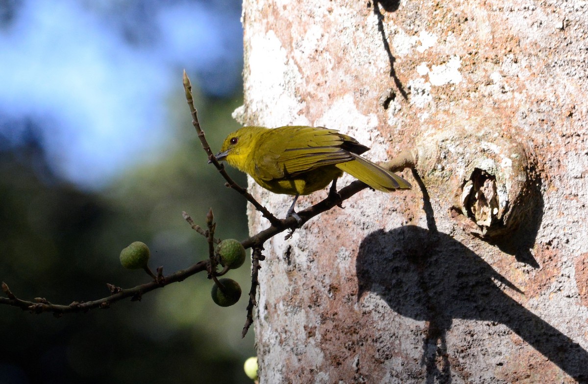 Joyful Greenbul - ML608437271