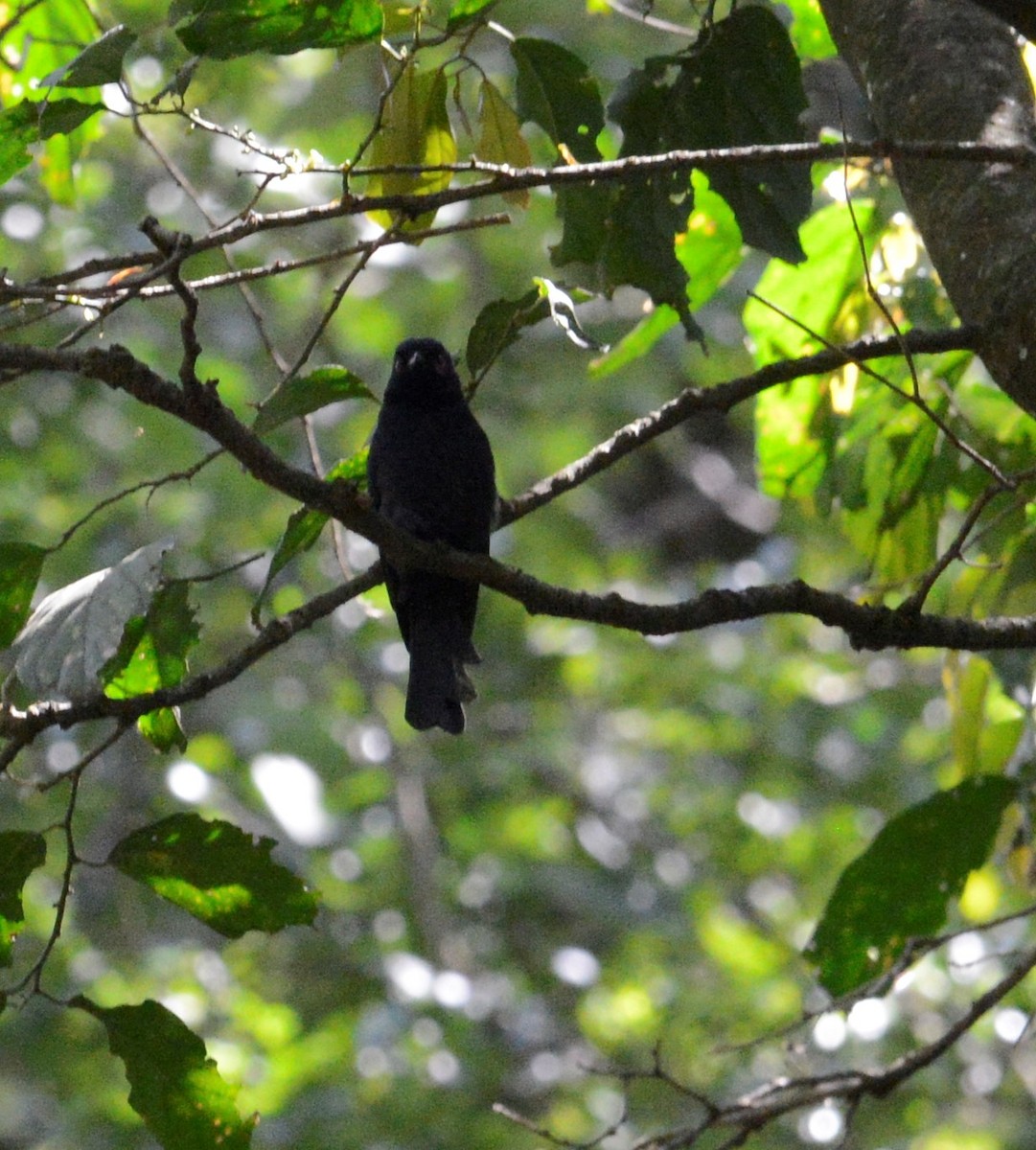 Sharpe's Drongo (Eastern) - Bertina K