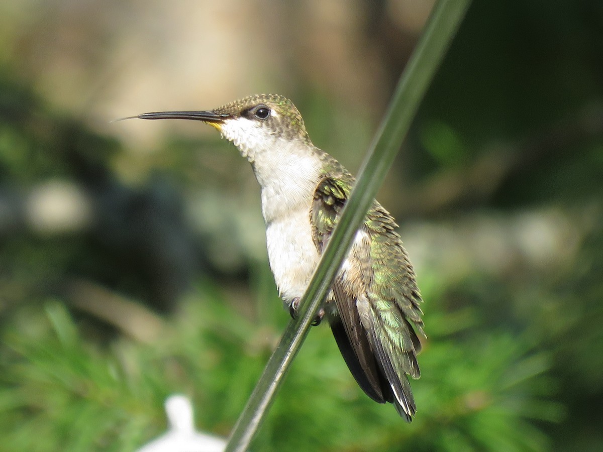 Black-chinned Hummingbird - Michael Morris