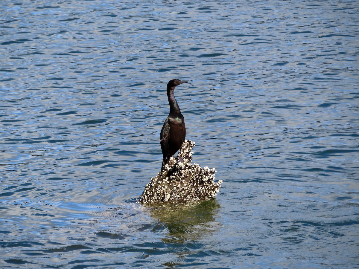 Pelagic Cormorant - ML608437480