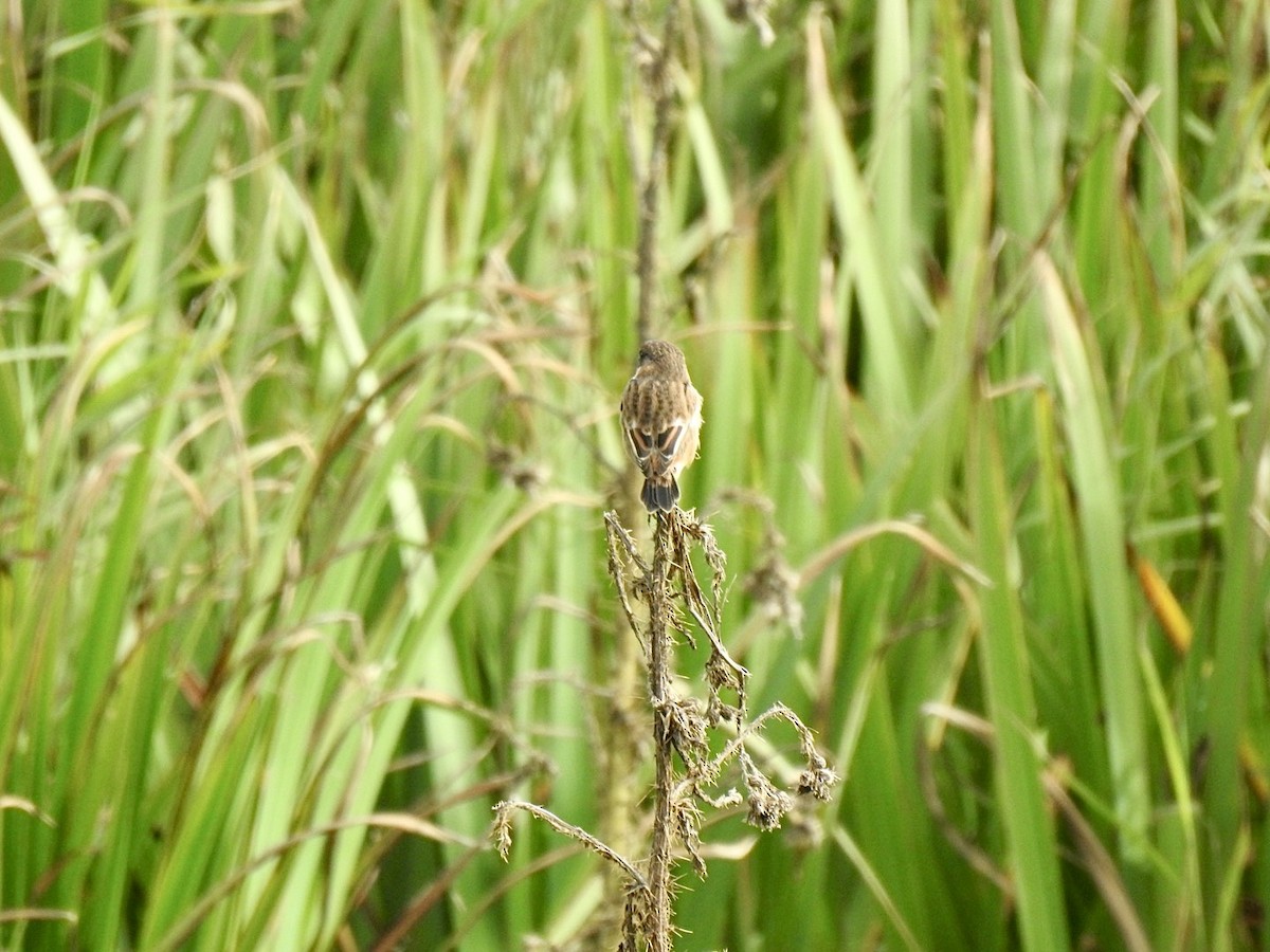 European Stonechat - ML608437512