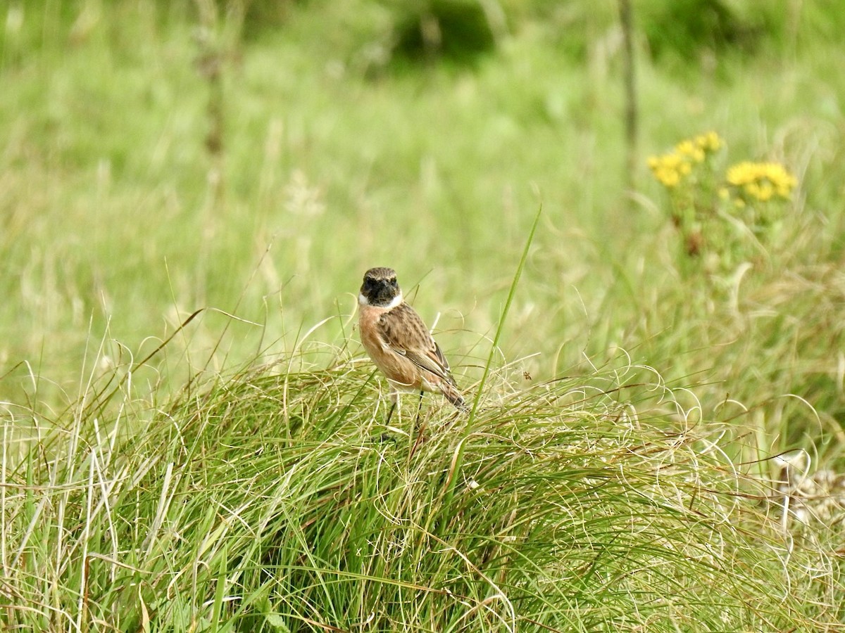 European Stonechat - ML608437514