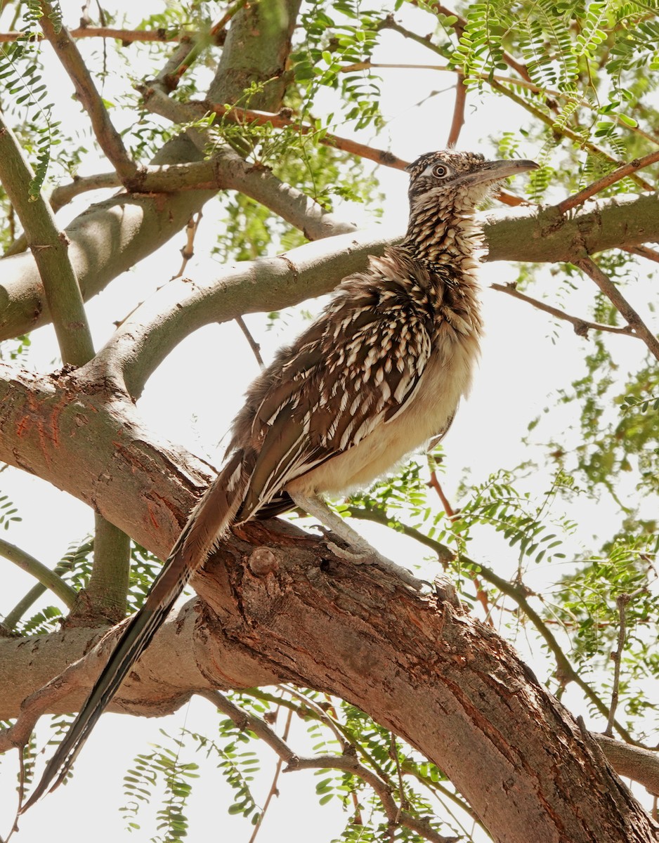 Greater Roadrunner - ML608437665