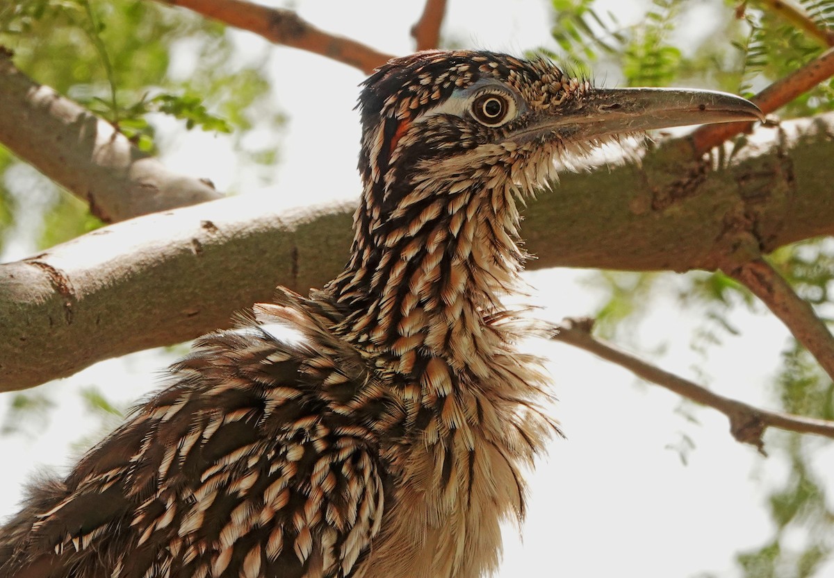 Greater Roadrunner - ML608437667