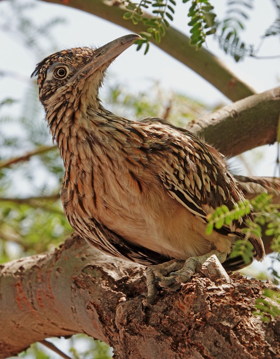 Greater Roadrunner - ML608437668