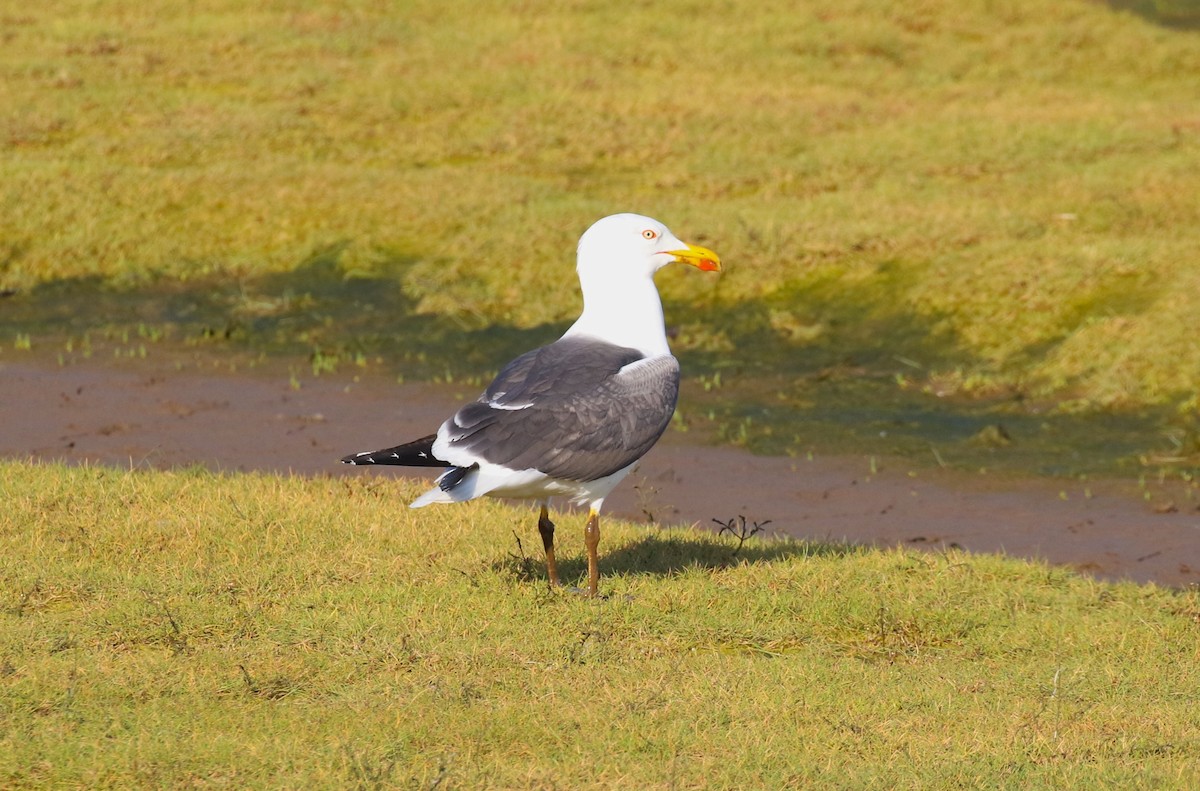 Lesser Black-backed Gull - ML608437771