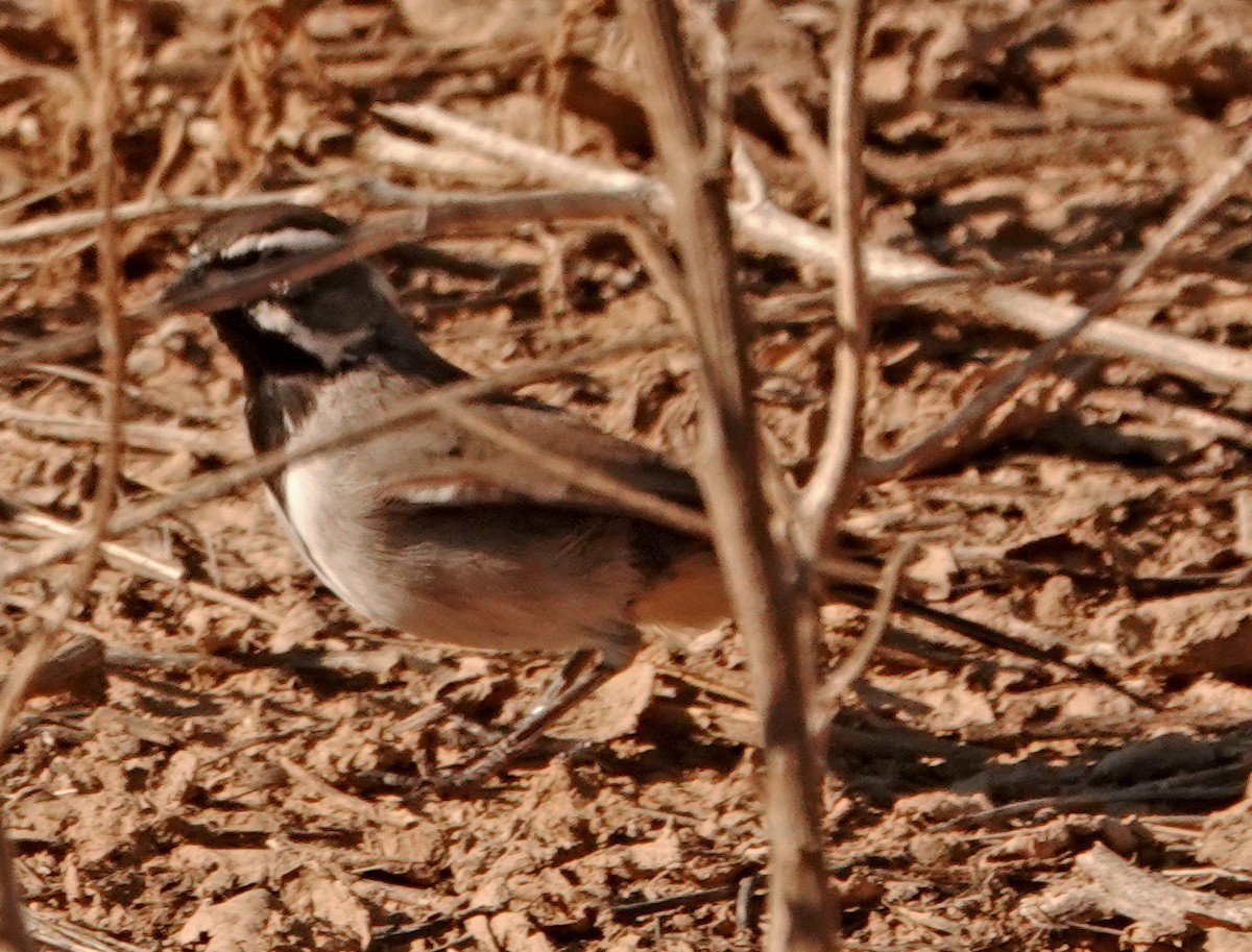 Black-throated Sparrow - ML608437831