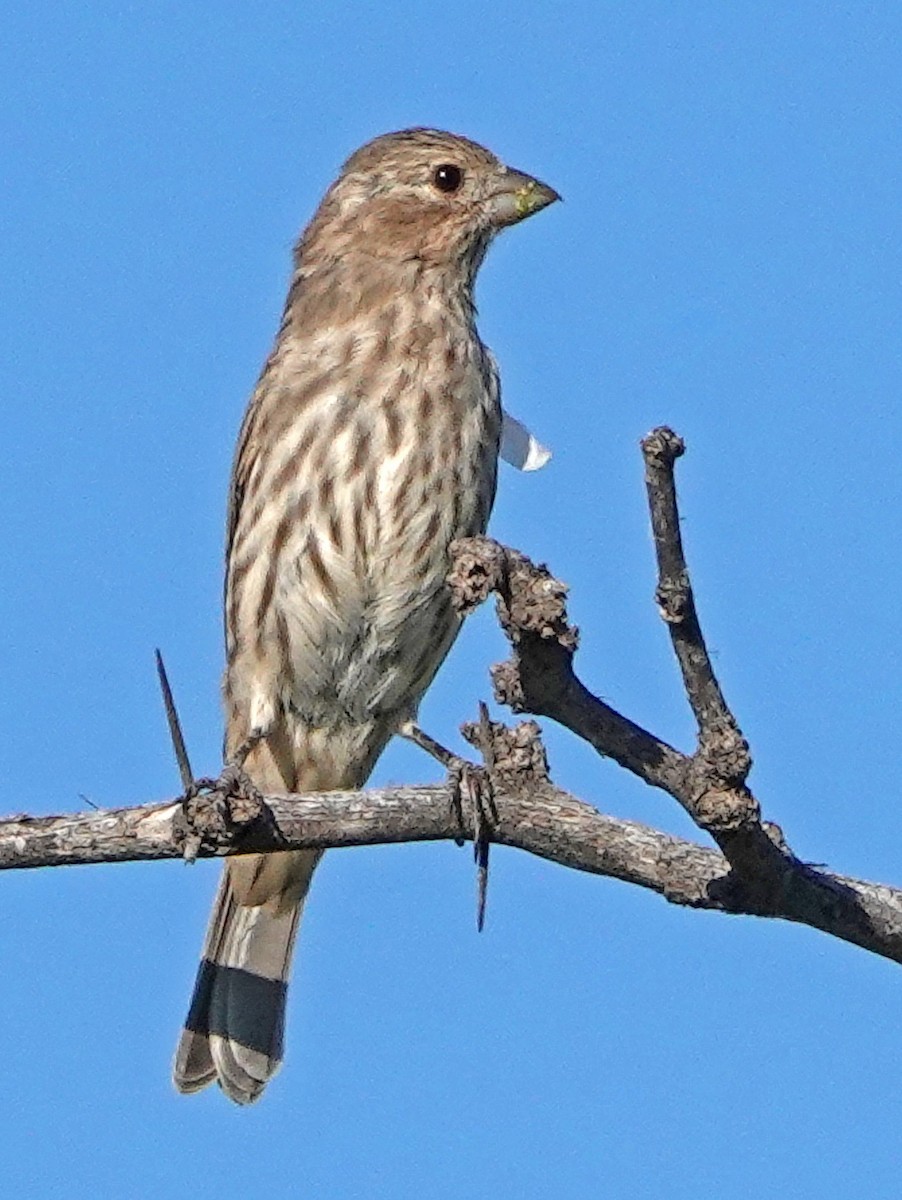 House Finch - ML608437957