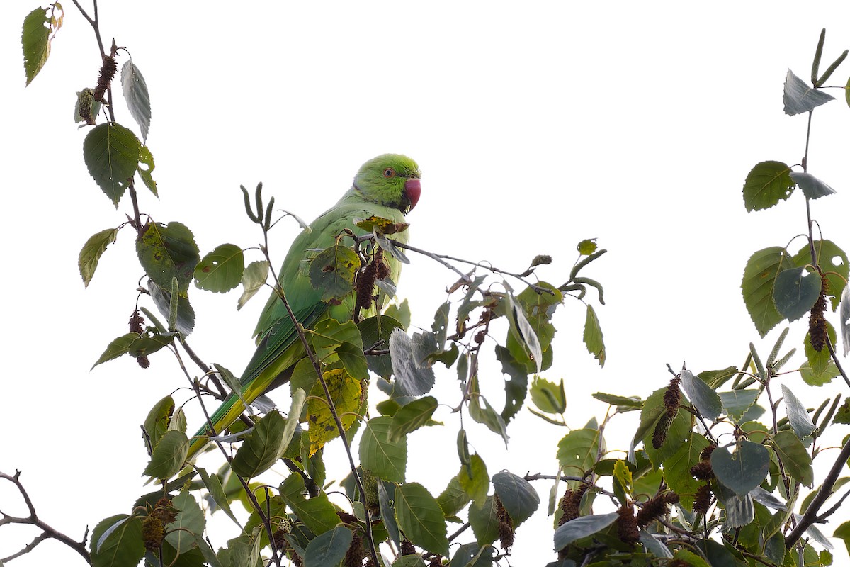 Rose-ringed Parakeet - ML608437986