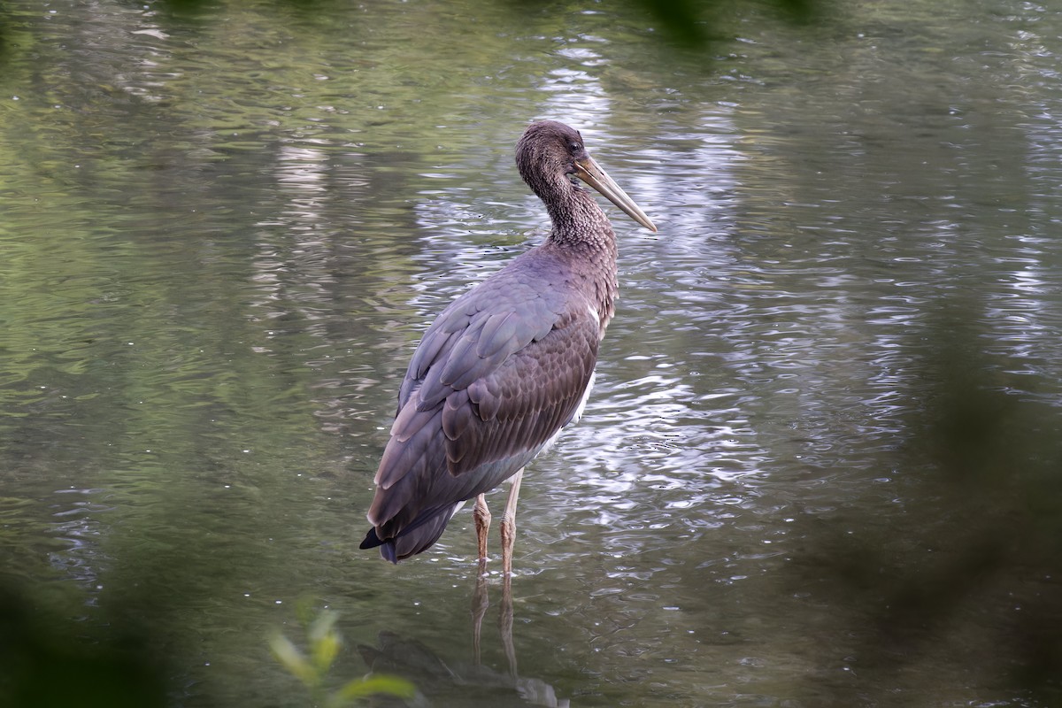 Black Stork - ML608438002
