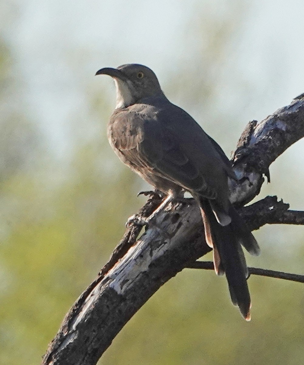 Curve-billed Thrasher - ML608438130