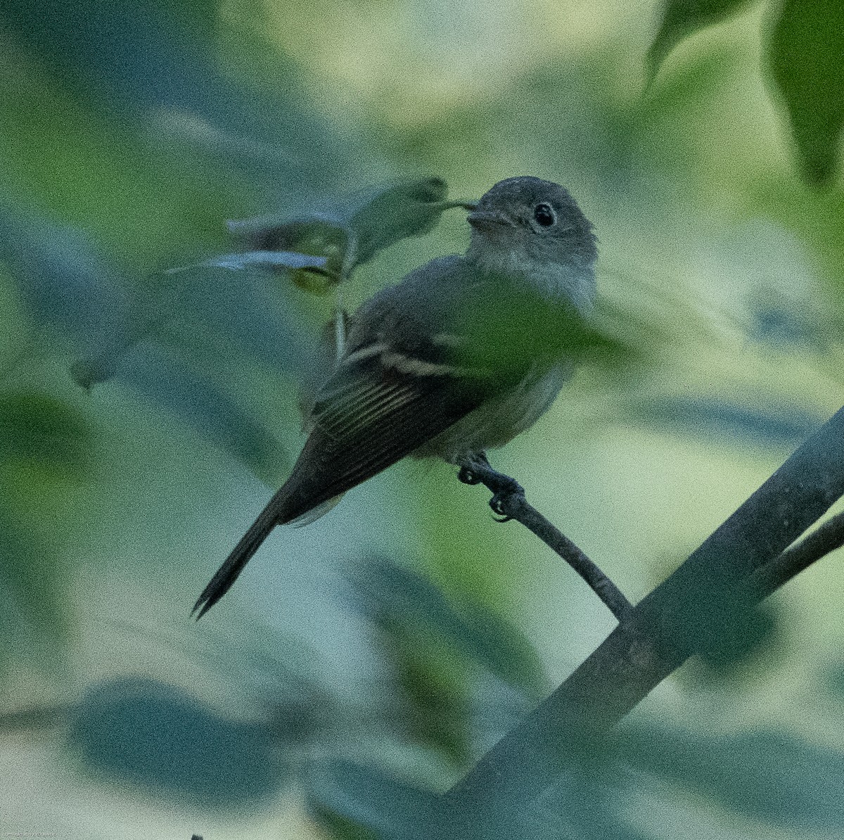 Acadian Flycatcher - ML608438276