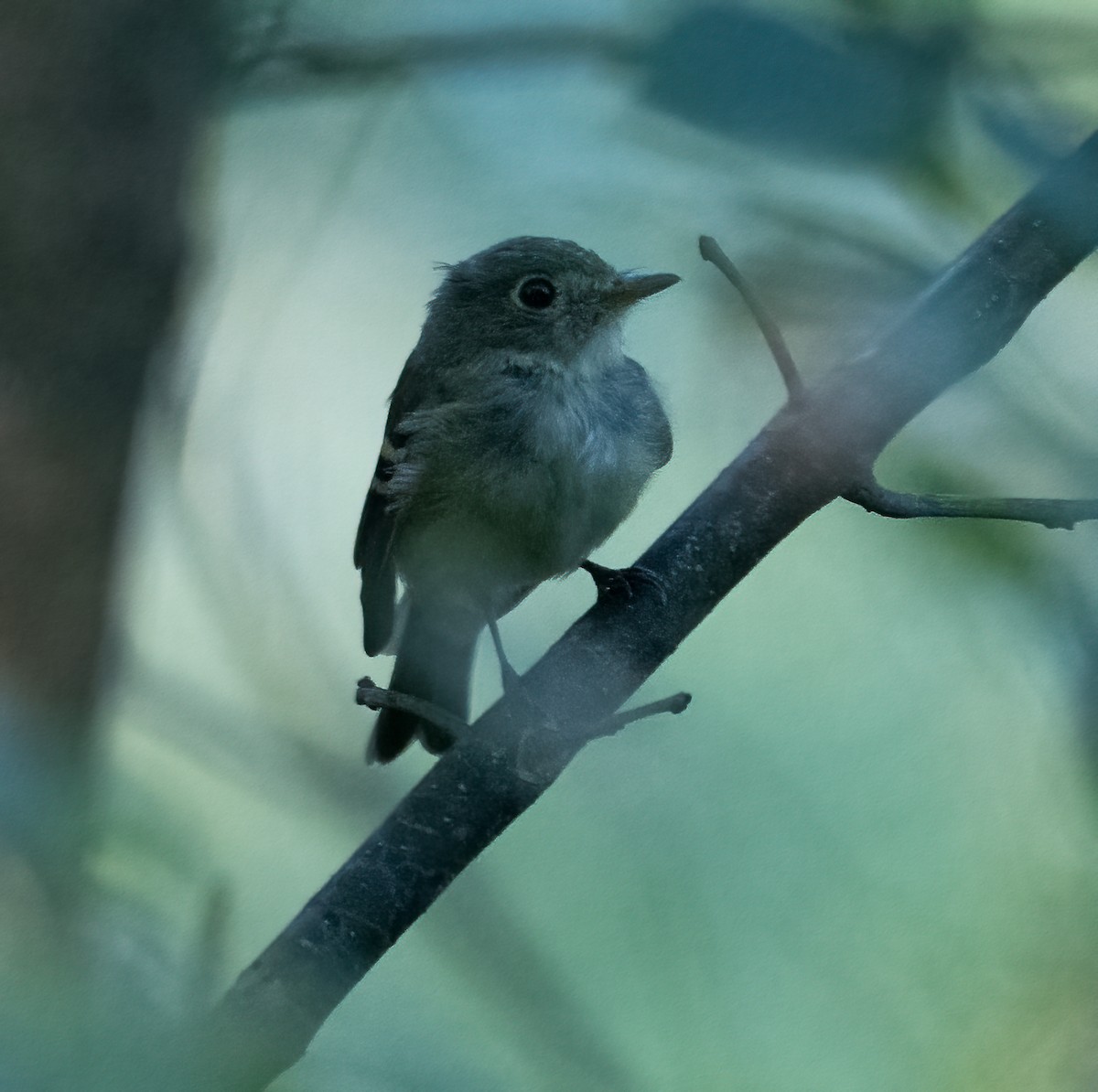 Acadian Flycatcher - ML608438277