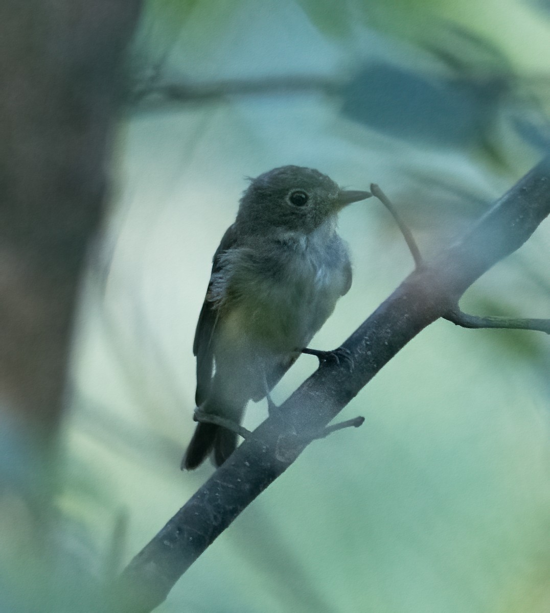 Acadian Flycatcher - ML608438278
